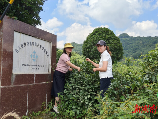 知识下乡 文化赋能 助力乡村振兴丨beat365亚洲体育在线官网社会学系新建“古丈茶文化田野规划教育实习基地” 知识下乡 文化赋能 助力乡村振兴丨beat365亚洲体育在线官网社会学系新建“古丈茶文化田野规划教育实习基地”